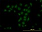 TRIM33 Antibody (monoclonal) (M02)